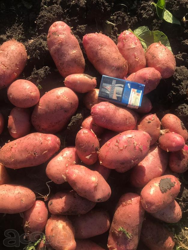 Продам овощи оптом, весь борщевой набор