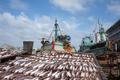 Предлагаем свежемороженную рыбу по оптовым ценам